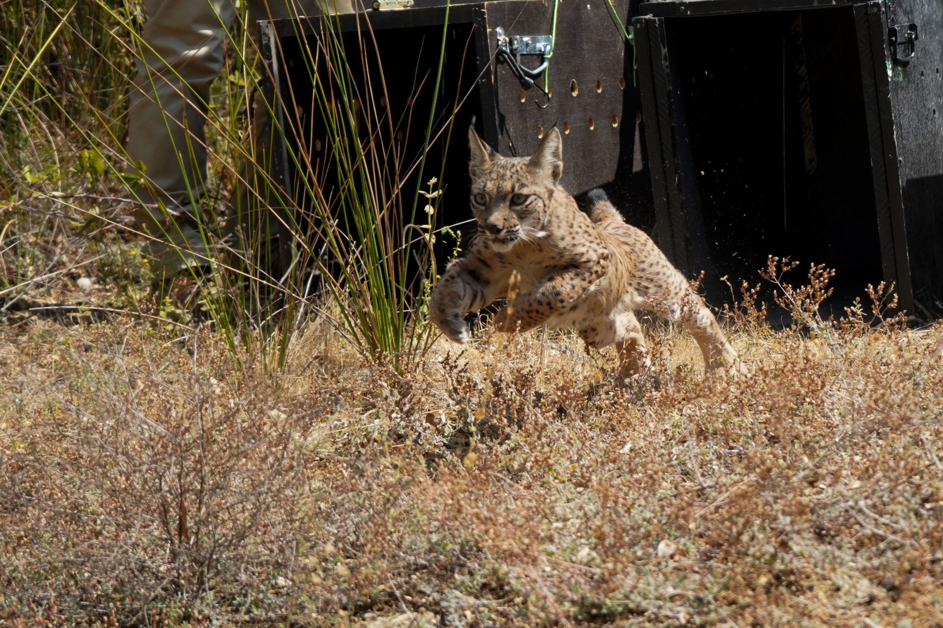 MALPARTIDA DE PLASENCIA (CÁCERES), 06/08/2025.- El Parque Nacional de Monfragüe, en la provincia de Cáceres, cuenta desde este miércoles con cinco nuevos inquilinos: cuatro cachorros de lince ibérico y su madre adoptiva, que han sido alojados en una cerca de adaptación y que serán puestos en libertad en unos meses, en el marco de un proyecto pionero de adopción. En un emotivo acto, la Junta de Extremadura ha presentado la primera suelta de cuatro cachorros de lince ibérico que fueron rescatados tras el atropello de sus madres en las zonas de Navalmoral de la Mata (Cáceres) y el Valle del Matachel (Badajoz). EFE/ Eduardo Palomo
