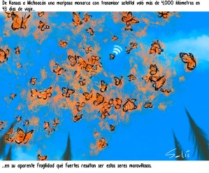 Grandes viajeras (Mariposas monarca). Por Víctor Solís (@Visoor) 