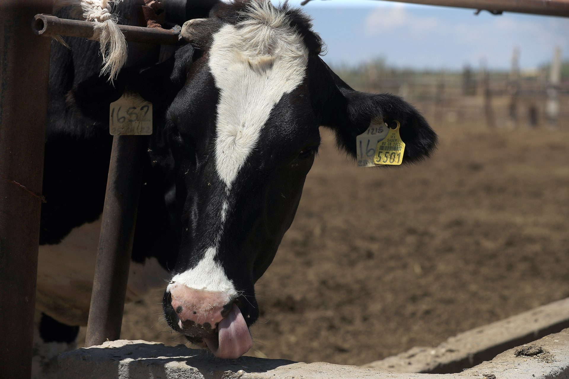 MEX7979. CIUDAD JUÁREZ (MÉXICO), 06/11/2025.- Fotografía del 5 de septiembre de 2025 que muestra a una vaca en una finca en Ciudad Juárez (México). La Secretaría de Agricultura y Desarrollo Rural (Agricultura) de México publicó este jueves un anteproyecto que busca extender la emergencia zoosanitaria por la plaga del gusano barrenador del ganado (GBG) en todo el país, debido a su avance y propagación desde la frontera sur hacia el resto del territorio nacional. EFE/ Luis Torres