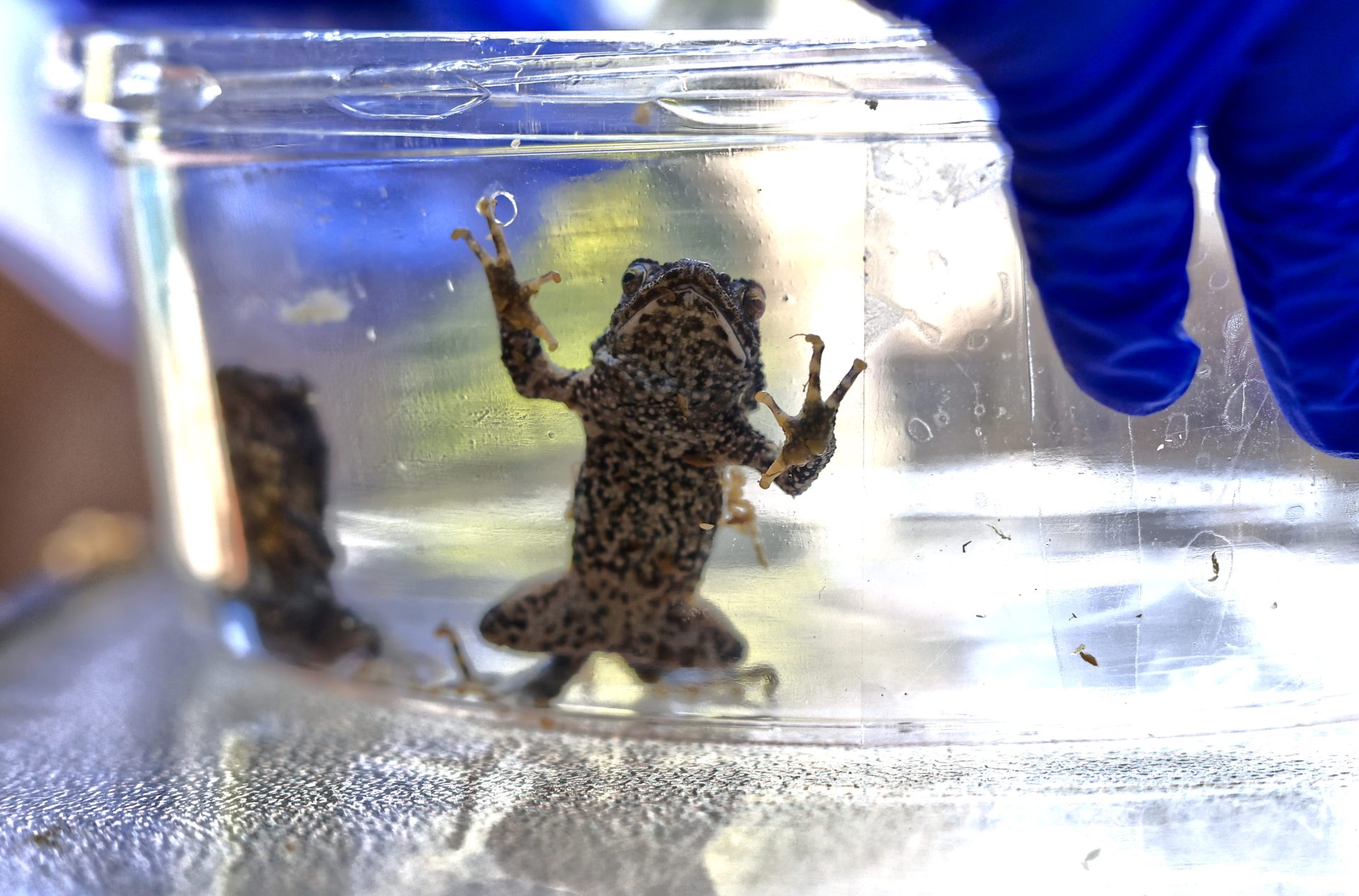 Fotografía de un recipiente con un sapo concho preparado para su liberación el 6 de noviembre de 2025 en la Finca el Tallonal en Arecibo (Puerto Rico). EFE/Thais Llorca