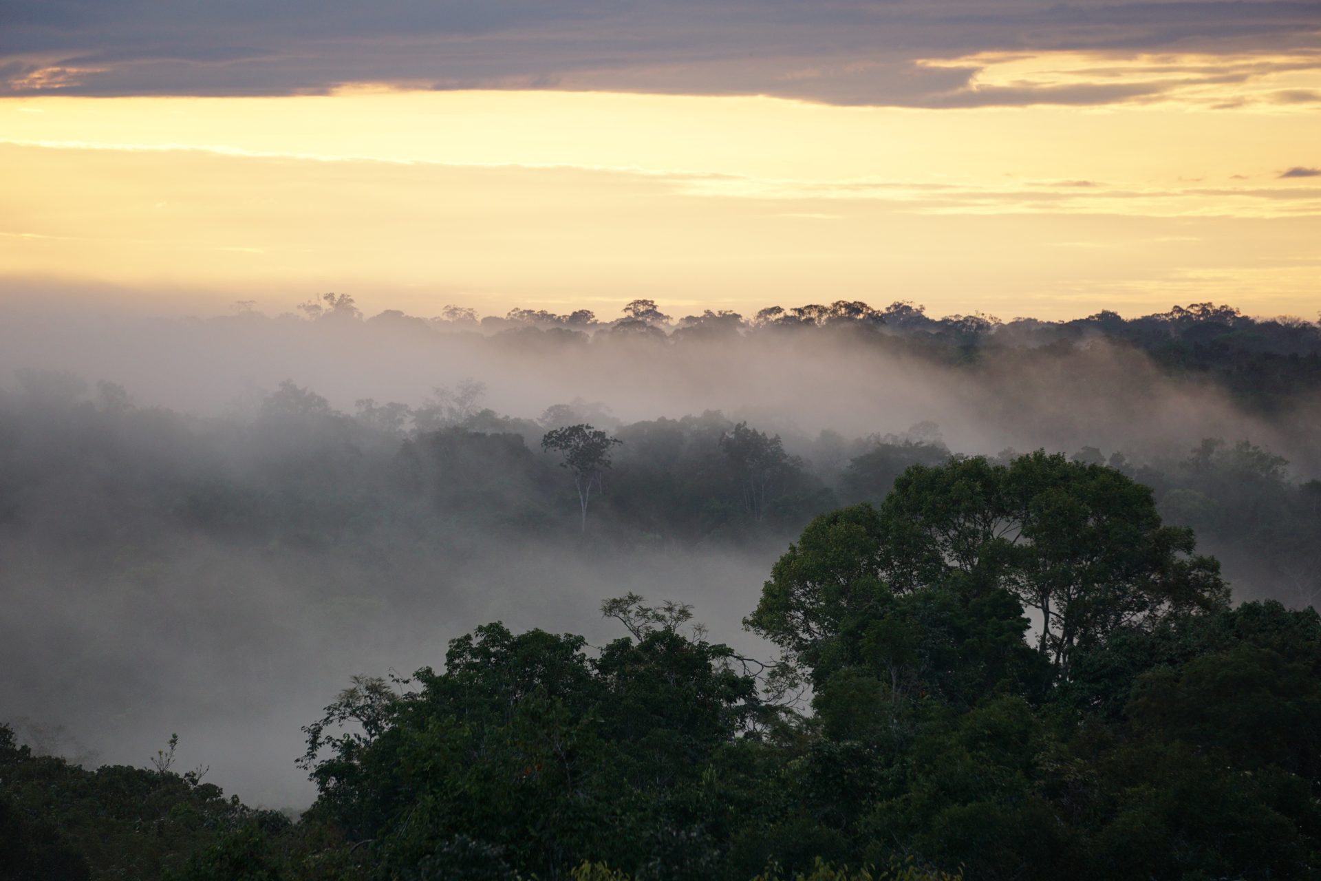 La selva amazónica está sufriendo más días de sequía extrema. Crédito: Jeffrey Chambers/UC Berkeley