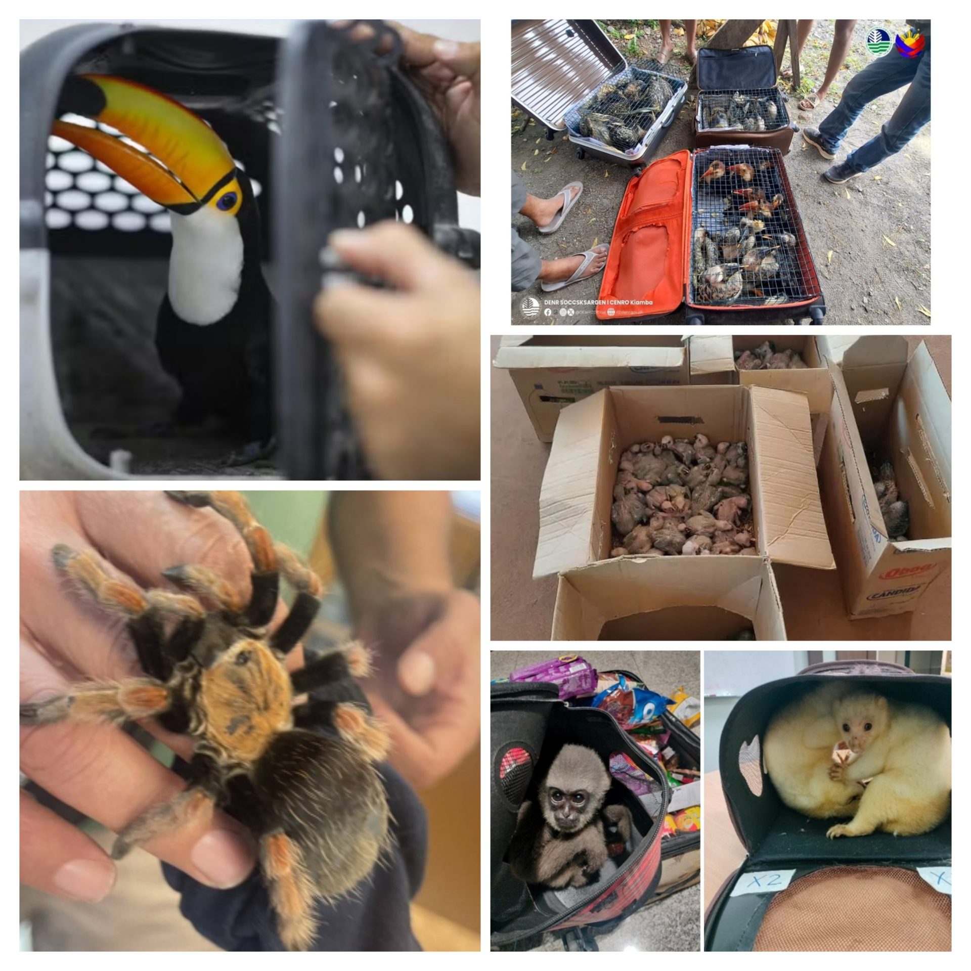 Operación mundial de la Interpol contra el tráfico ilegal: incautan 30.000 animales vivos en 134 países. © Interpol