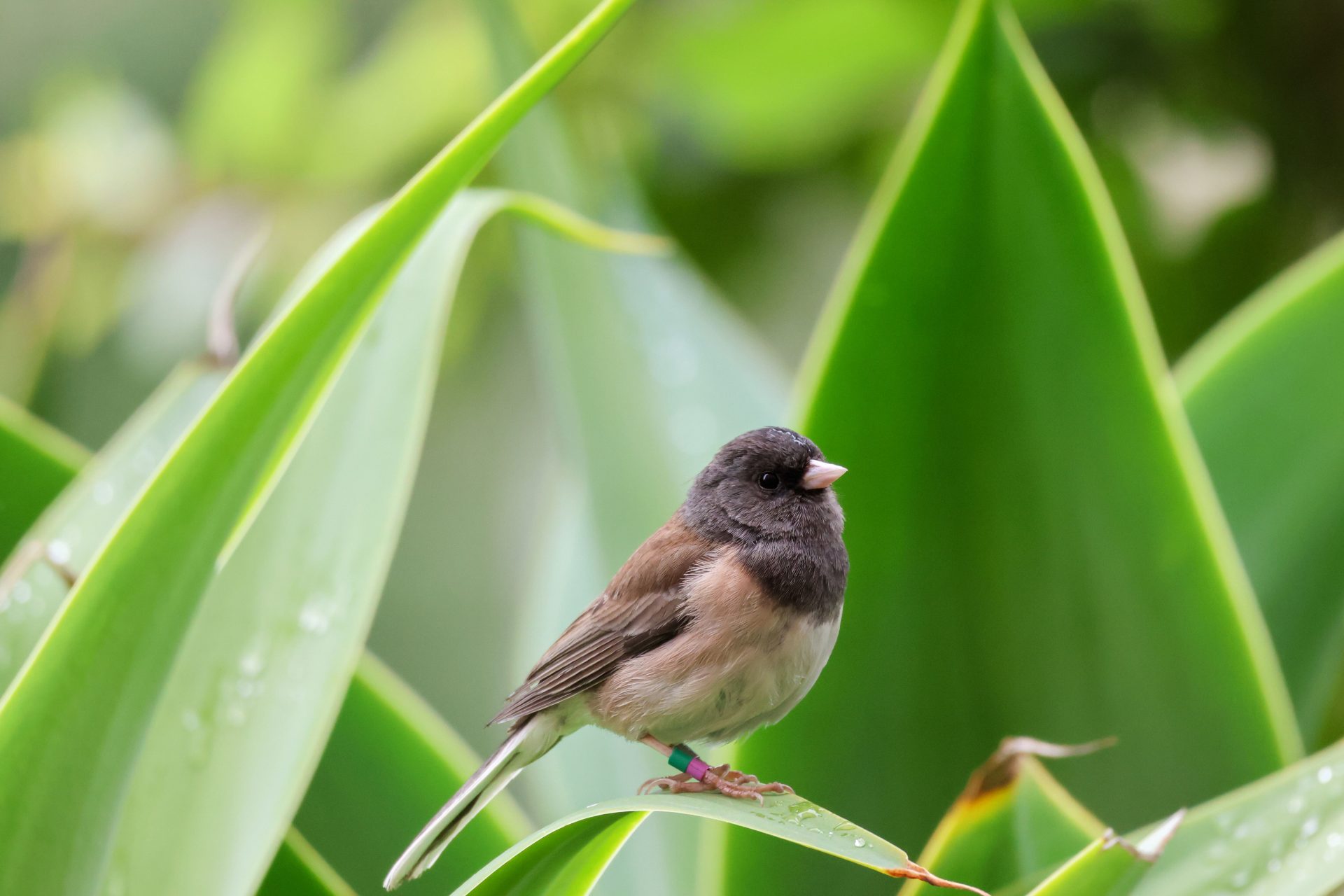 Un junco (Junco hyemalis) en el campus de la Universidad de California Los Ángeles. Crédito: Alex Fu. Imagen facilitada por la revista PNAS. Solo uso editorial.