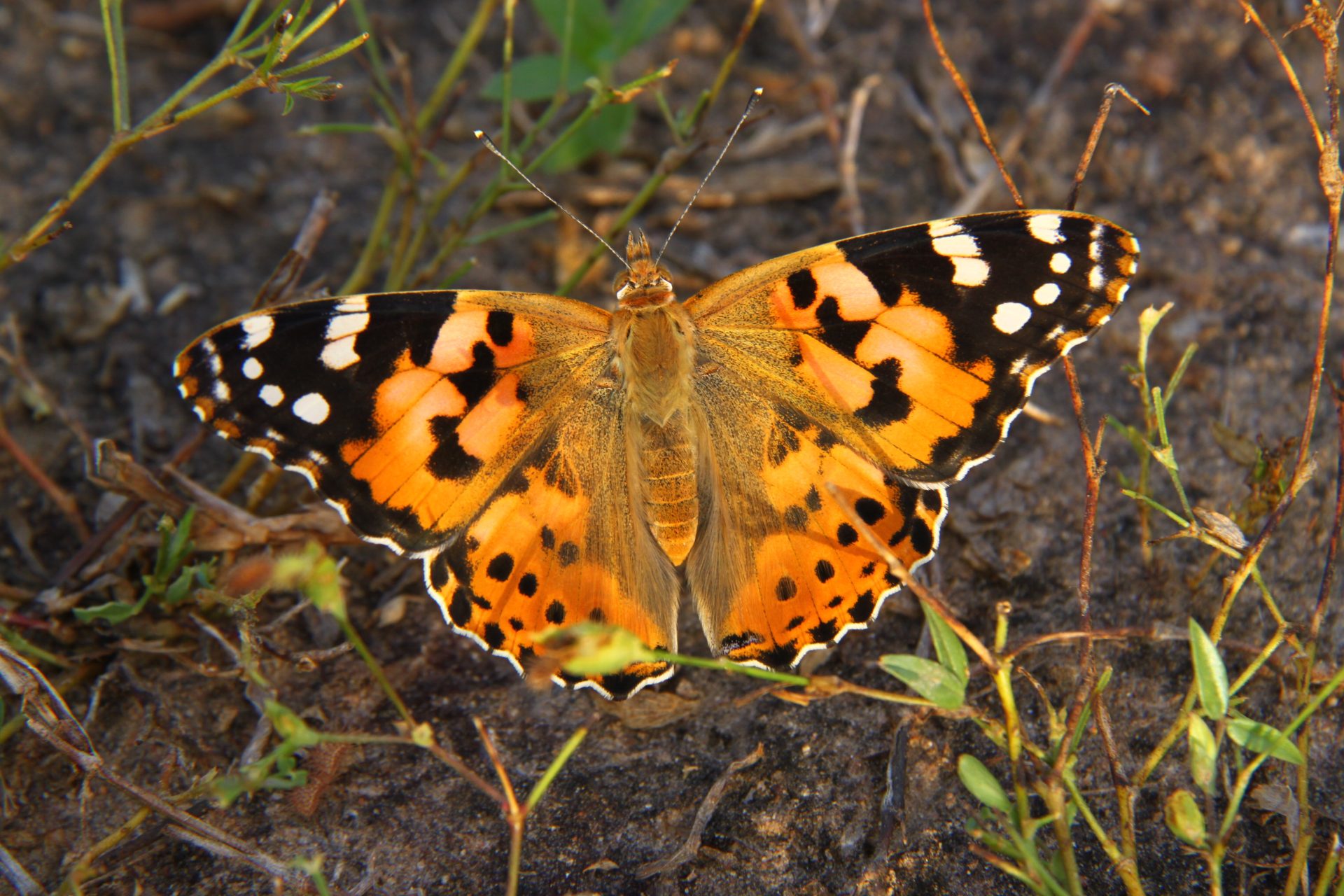 Imagen de una mariposa cardera (Vanessa cardui). © IBB-CSIC