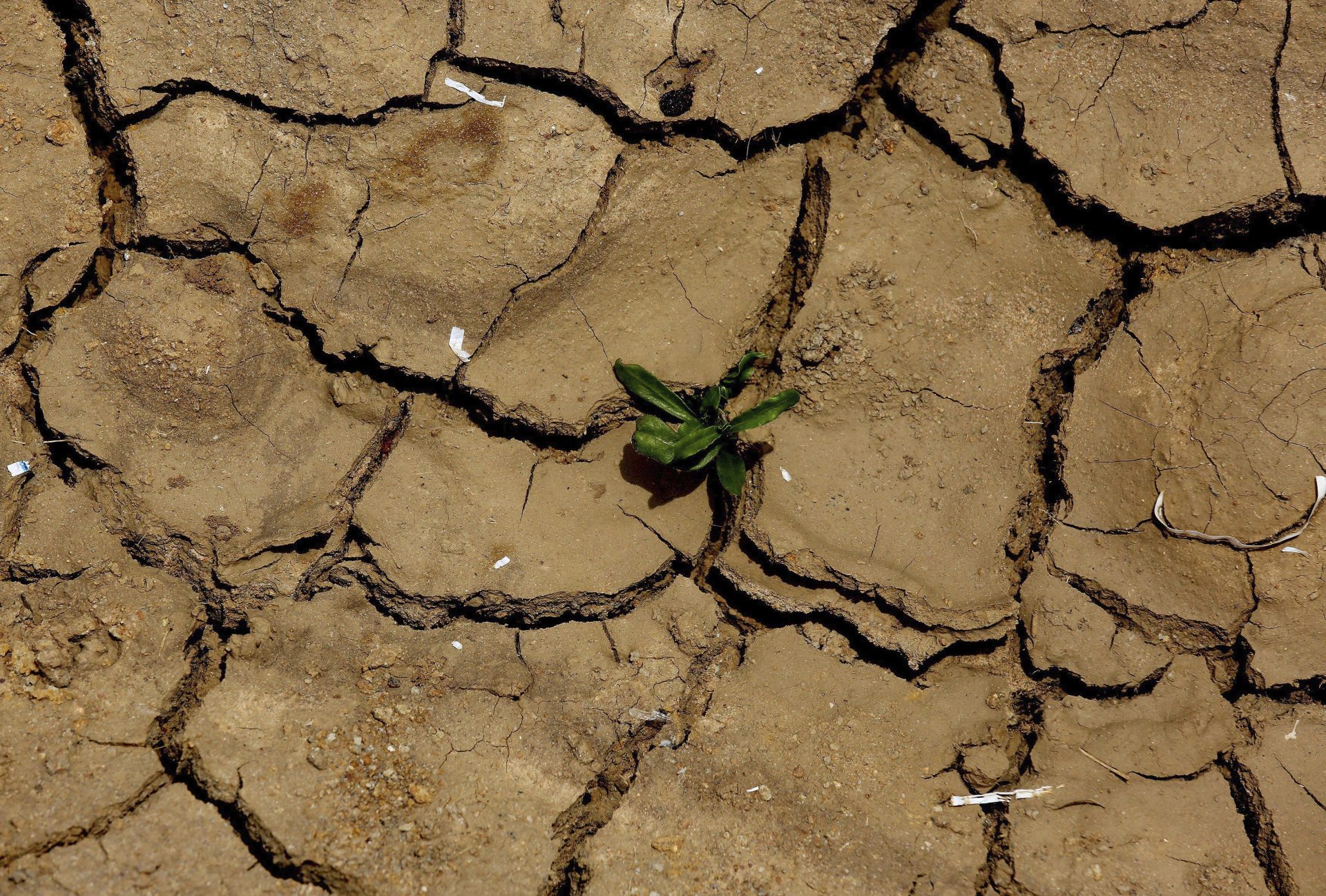 BNG30 GAURIBIDANUR (INDIA), 26/05/2015.- Una planta crece entre la tierra seca, durante una ola de calor en la localidad de Gauribidanur, en el distrito de Doddaballapur, India, hoy, martes 26 de mayo de 2015. Al menos 766 personas murieron durante las últimas semanas por la ola de calor que sacude los estados de Telangana y Andhra Pradesh, en el sureste del país, aunque los termómetros descenderán levemente en los próximos días, informaron hoy fuentes oficiales. Durante la última semana se han disparado los termómetros en toda la India, sobre todo en la franja que cruza el país de noroeste a este, donde se han registrado temperaturas medias por encima de los 40 grados centígrados. EFE/Jagadeesh Nv