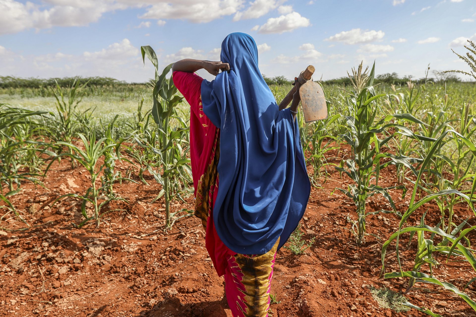 Dollow (Somalia), 28/01/2024.- Unay Mohamed Ahmed, a woman who was internally displaced due to climate change, works at the Kabasa Bantal demo farm, which grants access to farming land to landless beneficiaries, as part of the Joint Action for Building Resilience in Somalia Project, in Kabasa-Bantal, on the outskirts of Dollow, a border city between Somalia and Ethiopia, Jubaland state, Somalia, 28 January 2024 (issued 09 February 2024). After the worst drought in the last four decades that hit Somalia between 2020 and 2023, and the floods that followed, cases of malnutrition persist, not only due to lack of food, but also due to the consumption of unsafe water, which causes diarrhea in children, confirms Pamela Wasonga, nutritional coordinator in Somalia for the Irish NGO Trocaire. According to the latest provisional data from the Integrated Classification of the Phases of Food Security (IPC), to which Agencia EFE had access before its final publication in the coming weeks, some 440,000 minors in the country suffer from severe acute malnutrition, the deadliest form of hunger, a rise of 100,000 more compared to last September. (Inundaciones, sequía, Etiopía) EFE/EPA/DANIEL IRUNGU ATTENTION: This Image is part of a PHOTO SET