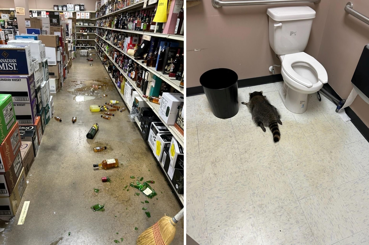 Composición de dos fotografías cedidas este miércoles, 3 de diciembre, por el departamento de Protección y Refugio de Animales del condado de Hanover (Virginia, EE.UU.) donde se muestra en una (i) los estantes revueltos y las botellas de bebidas alcohólicas rotas tiradas al suelo, y en la otra (d) un mapache borracho desmayado en el baño de la licorería ABC en Ashland, Virginia. EFE/Protección y Refugio de Animales del condado de Hanover