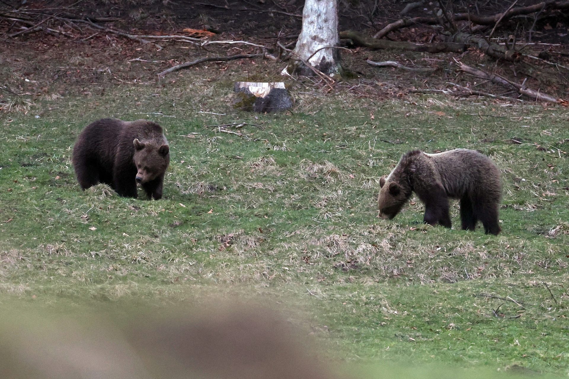 Zakopane (Poland), 12/04/2025.- Two bears were spotted near a popular trail leading to the lower station of the cable car to Kasprowy Wierch, in the Kuznice area of Zakopane, southern Poland, 12 April 2025. Tatra National Park notes that this is another sign of spring predator activity in the Tatras and urges caution. (Polonia) EFE/EPA/GRZEGORZ MOMOT POLAND OUT ////////// Zakopane (Polonia), 04/12/2025.- Se avistaron dos osos cerca de un sendero popular que conduce a la estación inferior del teleférico hacia Kasprowy Wierch, en la zona de Kuznice de Zakopane, en el sur de Polonia, el 12 de abril de 2025. El Parque Nacional de Tatra señala que esta es otra señal de la actividad de los depredadores primaverales en los Tatras y recomienda precaución. (Polonia) EFE/EPA/GRZEGORZ MOMOT POLONIA FUERA