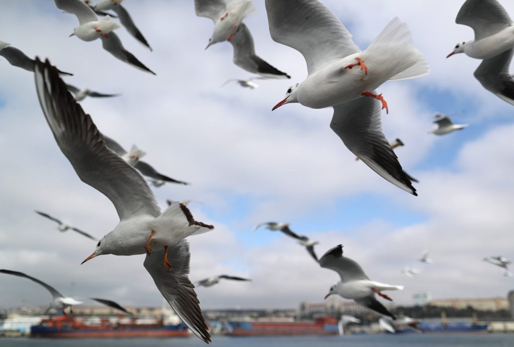 ERD01. ISTANBUL (TURQUÍA), 05/02/2019.- Gaviotas sobrevuelan el Bósforo, este martes, durante un día soleado en Estambul (Turquía). EFE/ Erdem Sahin