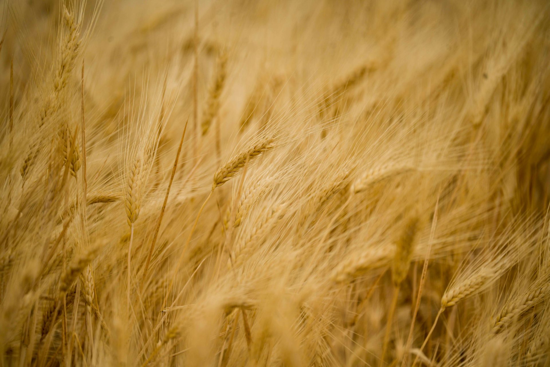 CÓRDOBA, 27/05/2023.- Imagen de una cosecha de trigo en una finca de la provincia de Córdoba. Los daños por la sequía en los cultivos de invierno, cereales y leguminosas, se han disparado a los 40 millones de euros en Andalucía, frente a los primeros cálculos de Agroseguro que situaban en 28 millones las pérdidas por la falta de lluvia, una vez que se ha peritado el 20 por ciento de la superficie asegurada por el sistema español de seguros agrarios combinados en la comunidad autónoma. EFE / Rafa Alcaide