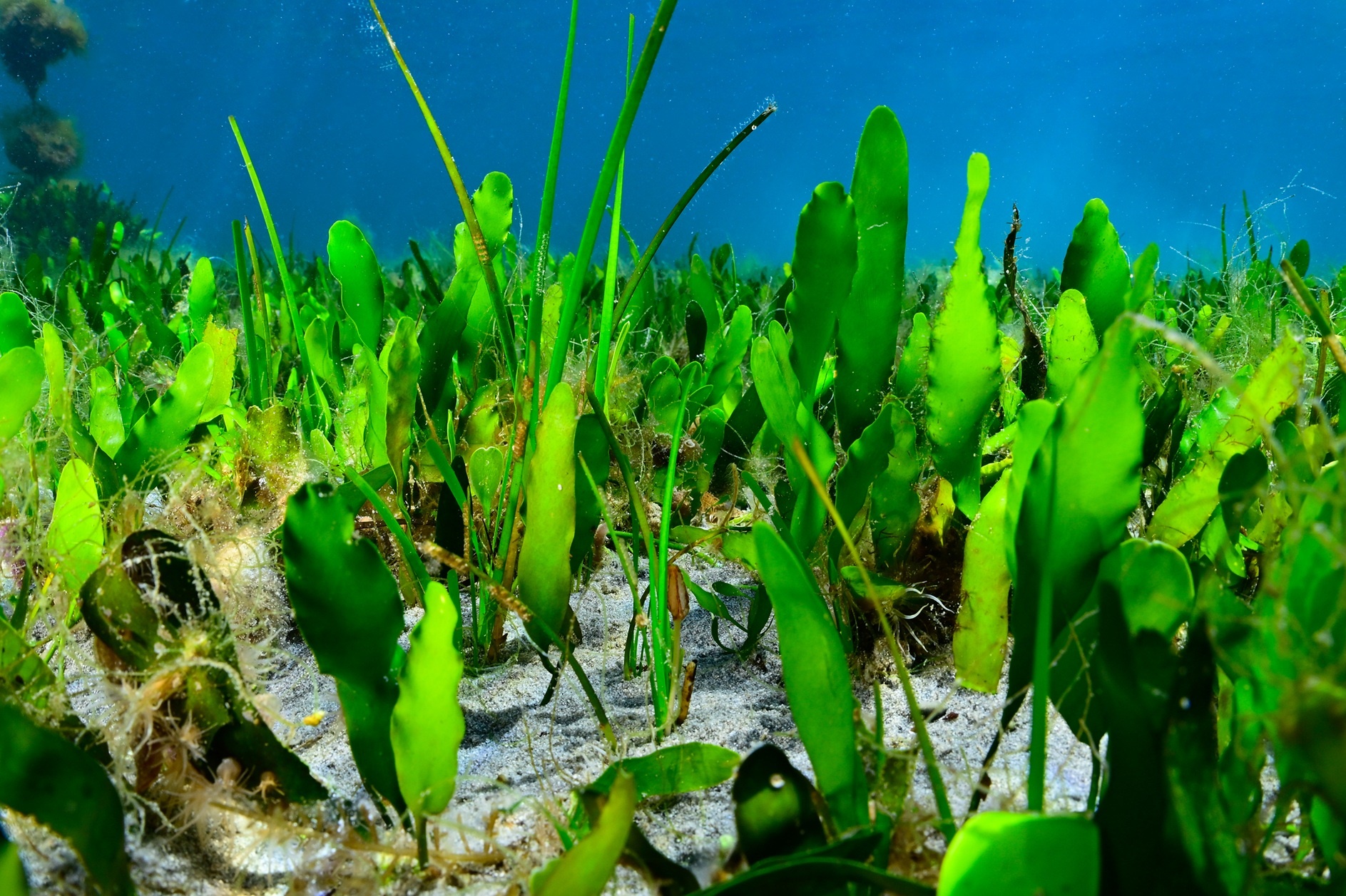 "Caulerpa prolifera" , especie dominante y que ocupa actualmente el 86% de los fondos lagunares del Mar Menor, en una fotografía facilitada por el Instituto Español de Oceanografía.