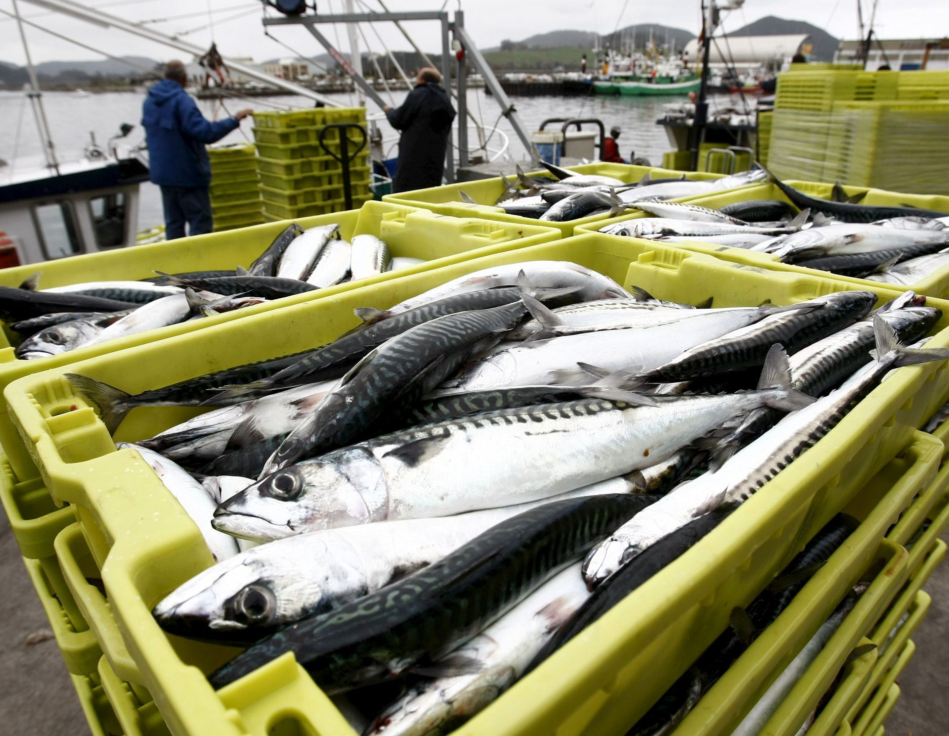 S02. SANTOÑA (CANTABRIA), 24/03/09.- La flota de cerco de Santoña se ha impuesto hoy un recorte de un tercio en las capturas del verdel para tratar de reducir la ofera y reactivar el precio en un mercado que esta saturado. Pesqueros de Guipuzcoa, Cantabria y Galicia han descargado hoy en la lonja de Santoña alrededor de 500.000 kilos. EFE/Esteban Cobo