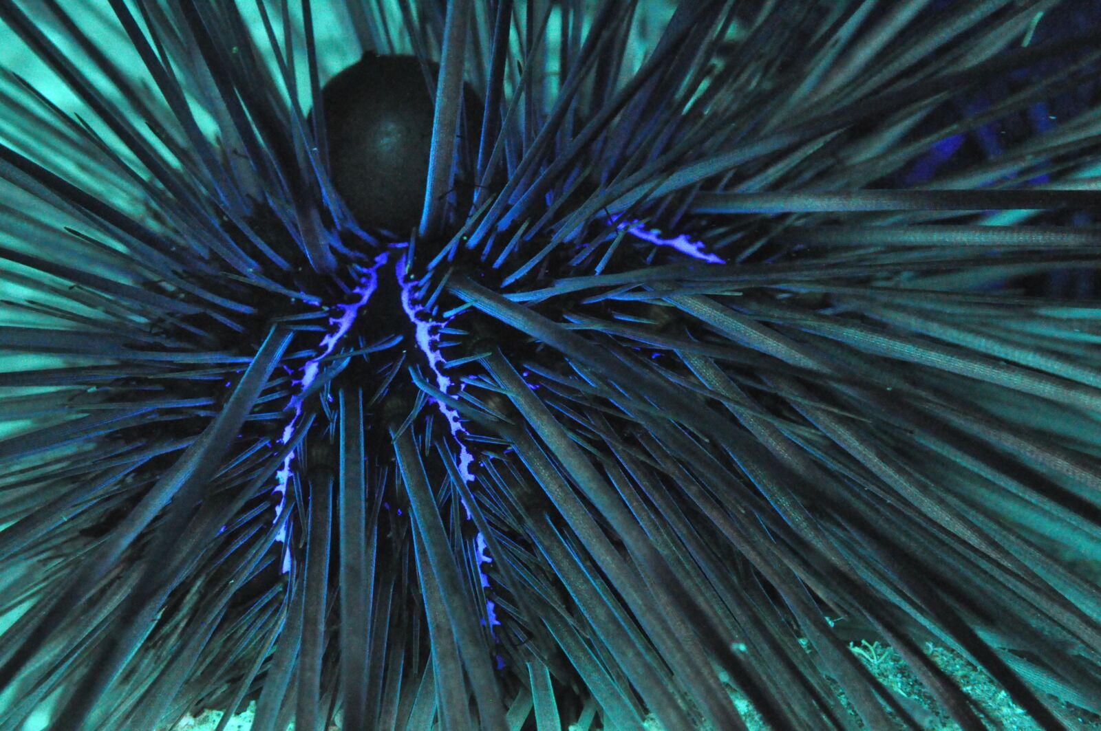 Ejemplar de erizo de mar Diadema africanum. © Universidad de La Laguna