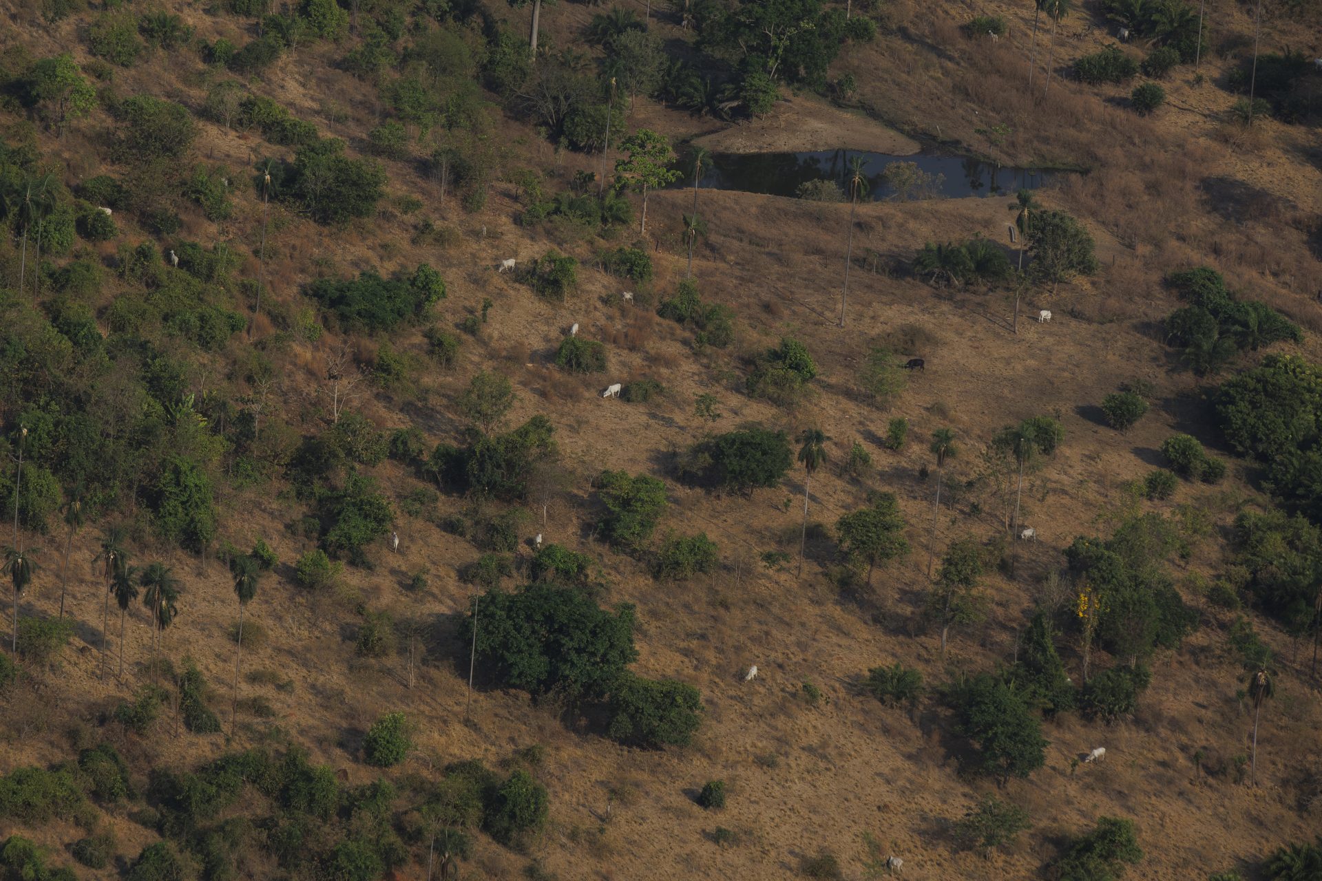 AME2727. SANTANA DO ARAGUAIA (BRASIL), 26/09/2025.- Fotografía del 9 de septiembre de 2025 que muestra ganado en la Hacienda Nova Orleans, proveedora de JBS, en Santana do Araguaia (Brasil). La brasileña JBS, una de las mayores empresas cárnicas del mundo, enfrenta nuevos indicios que la vinculan con la deforestación de la Amazonía, como apunta una investigación de Greenpeace que EFE publica de forma exclusiva tras verificar los documentos. EFE/ Isaac Fontana