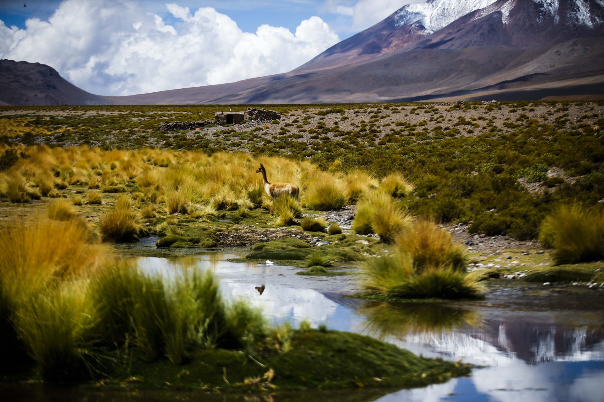 SERIE GRÁFICA: FOTO 6 DE 8. CH01. FRONTERA CHILE-BOLIVIA (CHILE), 28/01/2019.- Un guanaco camina este lunes junto a un remanso de agua en el desierto de Atacama (Chile), cerca del río Silala, en la frontera entre Bolivia y Chile. Chile y Bolivia mantienen una disputa sobre la naturaleza de este cauce, que desciende 4.350 metros desde un volcán en Bolivia, recorre 4 kilómetros por las faldas del monte y cae a la quebrada, por donde discurre como un riachuelo de aproximadamente un metro de ancho durante 6 kilómetros en el interior del territorio chileno hasta unirse con el río Loa. EFE/Alberto Peña[SERIE GRÁFICA: FOTO 6 DE 8]