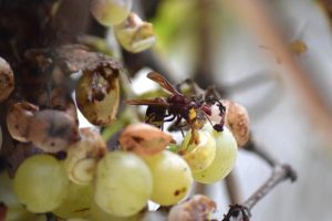 Avispón oriental localizado en un cultivo de uva en Lora del Río (Sevilla). / Foto: Laura Soler