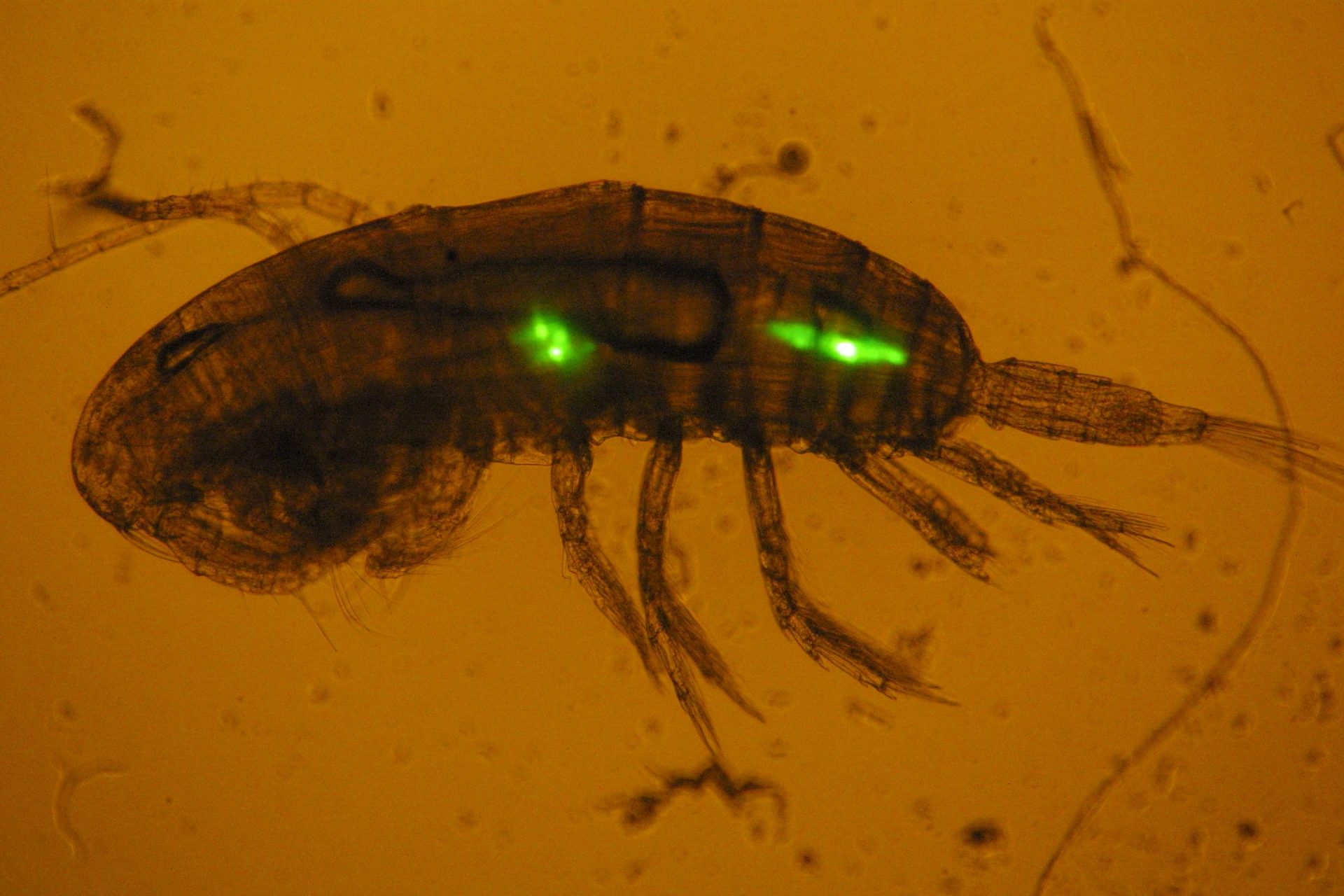 Partícula de microplástico ingerida por un copépodo. © Valentina Fagiano. Centro Oceanográfico de Baleares (IEO, CSIC)