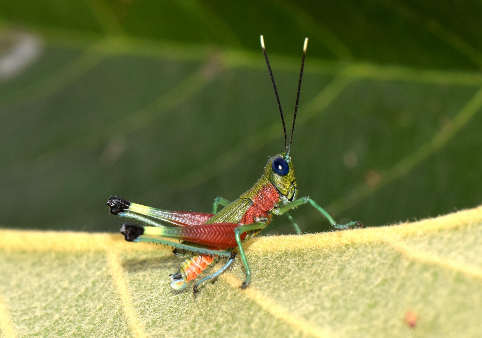 Descubren en Ecuador una nueva especie de saltamontes de colores llamativos, que hasta ahora solo estaba registrado en Bolivia. © Instituto Nacional de Biodiversidad, entidad adscrita al Ministerio de Ambiente y Energía de Ecuador
