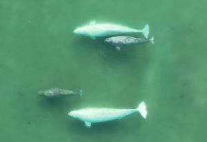 Dos parejas de crías de ballena beluga en el estuario de un río poco profundo en el Alto Ártico. Imagen: Greg O'Corry-Crowe y Cortney Watt/Programa de Investigación de Ballenas del Ártico/Instituto Oceanográfico Harbor Branch de la Universidad Atlantic de Florida