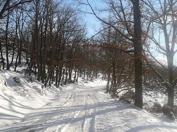 Zona del Hayedo de Montejo con nieve. © Arturo Crosby