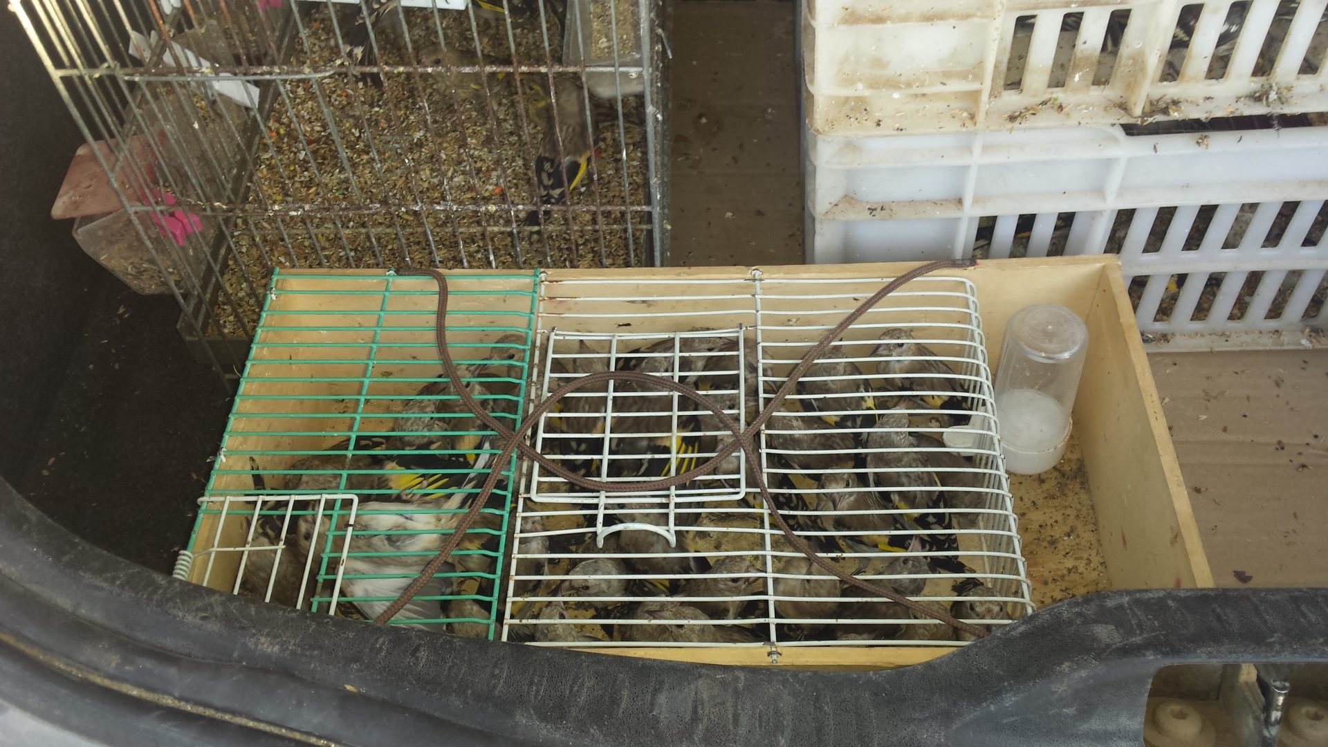 Jilgueros en jaula. ©SEPRONA