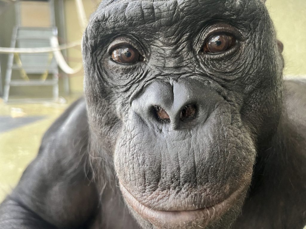 MADRID, 05/02/2026.- Kanzi, un bonobo de 43 años, fallecido en 2005 y que vivió en el santuario de Ape Initiative, ha demostrado que los simios tienen imaginación y saben fingir, una habilidad que se creía exclusiva de los humanos. Los simios no solo tienen imaginación sino que además saben jugar a fingir, una habilidad que se creía exclusiva de los seres humanos, según un estudio publicado en Science. Diseñando unos experimentos específicos, Amalia P. M. Bastos y Christopher Krupenye, de la Universidad estadounidense Johns Hopkins, demostraron que los simios tienen esta capacidad que probablemente surgió de los ancestros evolutivos comunes de unos y otros, hace entre seis y nueve millones de años. EFE/ Ape Initiative SOLO USO EDITORIAL SOLO DISPONIBLE PARA ILUSTRAR LA NOTICIA QUE ACOMPAÑA (CRÉDITO OBLIGATORIO)