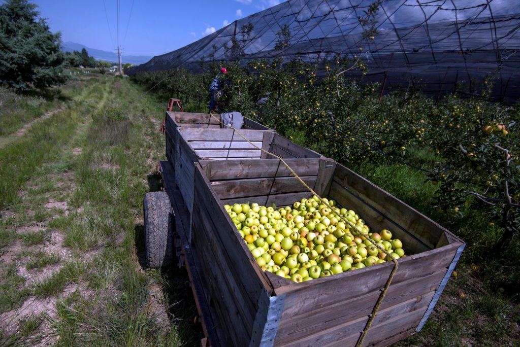 AME2955. SALTILLO (MÉXICO), 14/09/2020.- Trabajadores cosechan manzanas en una granja de producción, el 6 de septiembre de 2020, en Saltillo, estado de Coahuila (México). Si bien la pandemia ha detenido parte las actividades económicas en todo el mundo, la producción agrícola y toda la cadena de suministros han registrado índices cercanos a la media, según el reporte de julio de la FAO, que resalta la decisión de los gobiernos locales de mantener el sector exento de las medidas de contención por la COVID-19. Para México, según el informe de la FAO, la producción de trigo se verá reducida por factores ajenos a la pandemia, pero el maíz, su producto principal, estará cercano al promedio anual. EFE/ Miguel Sierra