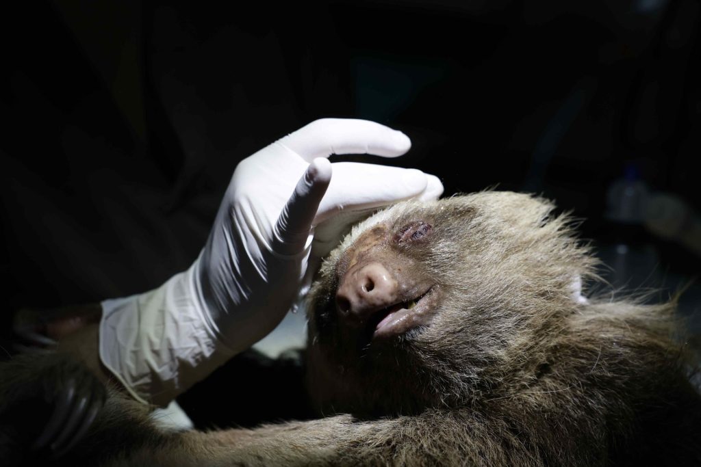 ACOMPAÑA CRÓNICA: COSTA RICA ANIMALES AME8795. ALAJUELA (COSTA RICA), 27/02/2026.- Fotografía que muestra a Santi, un perezoso juvenil víctima de quemaduras por electricidad en extremidades y cabeza, es atendido en el Rescate Wildlife Rescue Center este lunes, en Alajuela (Costa Rica). Cerca de 3.000 animales silvestres ingresan cada año al Rescate Wildlife Rescue Center, donde opera el único hospital de Costa Rica dedicado exclusivamente a animales silvestres y que recibe casos que van desde individuos heridos hasta los que fueron usados como mascota. EFE/ Jeffrey Arguedas