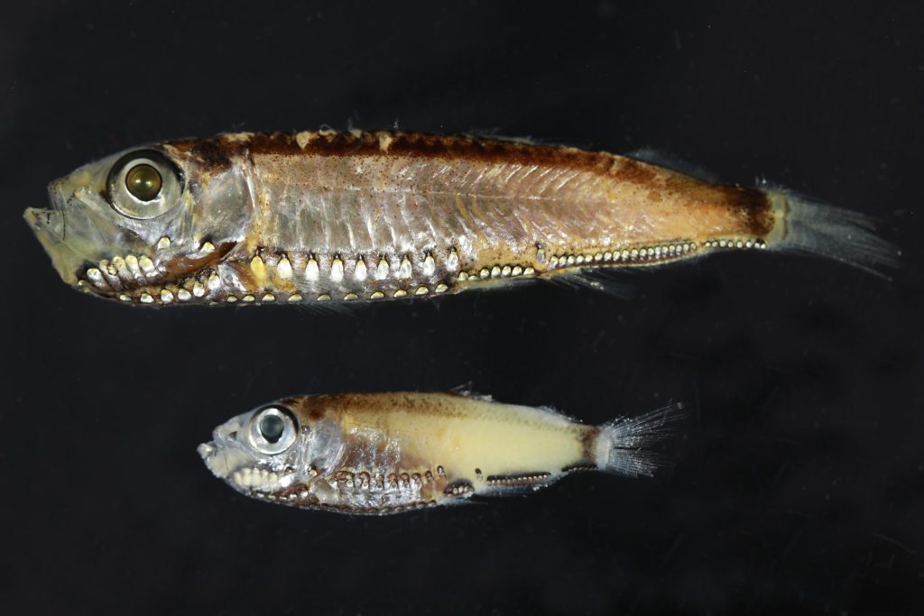 Dos especies de peces que tienen fotorreceptores híbridos en los ojos, tanto en la fase larvaria como en la adulta: Maurolicus muelleri y Maurolicus mucronatus. Crédito: Wen-Sung Chung/Universidad de Queensland