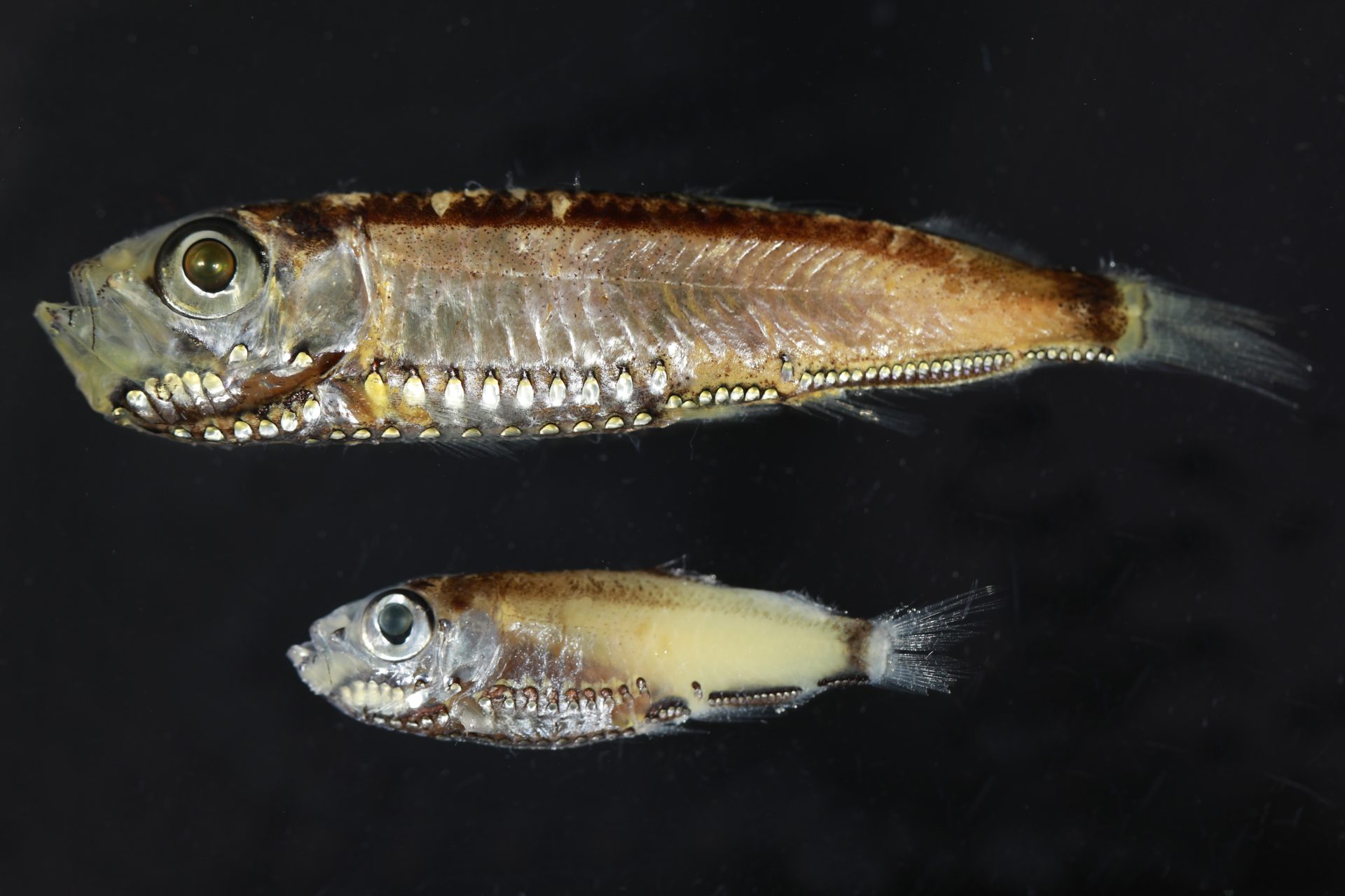 Dos especies de peces que tienen fotorreceptores híbridos en los ojos, tanto en la fase larvaria como en la adulta: Maurolicus muelleri y Maurolicus mucronatus. Crédito: Wen-Sung Chung/Universidad de Queensland