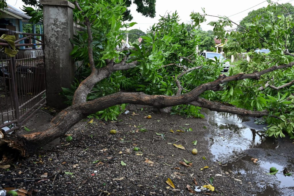 USA6182. KINGSTON (JAMAICA), 04/07/2024.- Fotografía de árboles caídos en las calles debido al paso del huracán Beryl este jueves, en Kingston (Jamaica). Las autoridades de Jamaica informaron la mañana de este jueves que un hombre de 20 años y una mujer de 26 años, murieron tras el paso la noche del miércoles del devastador huracán Beryl por la isla caribeña. EFE/Rudolph Brown