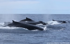 Un grupo de ballenas jorobadas macho compitiendo por estar más cerca de la hembra del grupo, en su zona de reproducción en Nueva Caledonia. Crédito Opération Cétacés - Claire Bonneville. Imagen cedida por UNIVERSITY OF ST. ANDREWS.