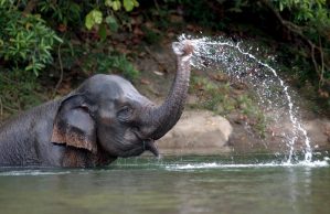 ELE05 LIGAN (INDONESIA) 20/4/2009.- Un elefante bate su trompa durante un sesión de entrenamiento para los elefantes que forman parte de las patrullas de vigilancia de la selva, en Sarah Deu, Aceh, Indonesia, hoy 20 de abril de 2009. Diferentes organizaciones de defensa de la Fauna y la Flora están trabajando junto al gobierno de Aceh para fomentar el uso de elefantes en las patrullas que vigilan la selva. Con esta medida se pretende minimizar el conflicto entre los animales salvajes y los humanos. EFE/Hotli Simanjuntak