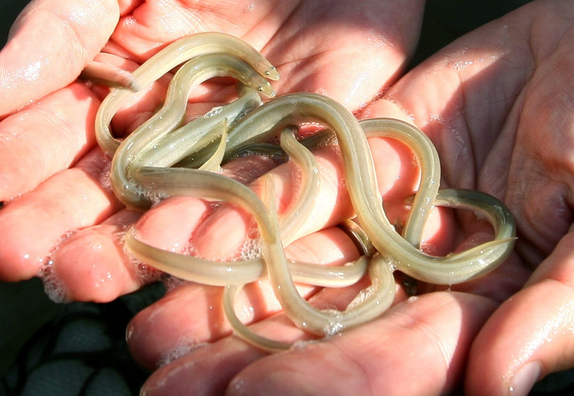T01. SANT JAUME D'ENVEJA (TARRAGONA), 25/11/2011.- El Departamento de Agricultura ha liberado hoy en el río Ebro un total de 3.076 ejemplares de anguila, con una longitud de entre 10 y 15 centímetros, para repoblar esta especie. La reintroducción de las anguilas se ha llevado a cabo en dos zonas diferencias de la cuenca del Ebro, en las lagunas de la isla de Buda y en el azud de Xerta. EFE/Jaume Sellart