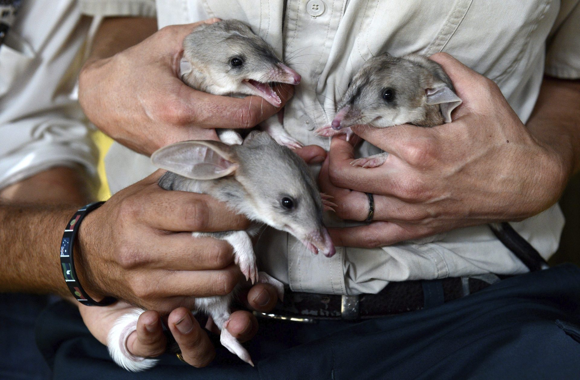 En la imagen de archivo, tres crías de bandicuts son presentados en el Dreamworld en Queensland (Australia). Tres especies de estos pequeños marsupiales omnívoros de hocico alargado, orejas grandes y cola peluda se han extinguido. EFE/ Dan Peled PROHIBIDO SU USO EN AUSTRALIA Y NUEVA ZELANDA