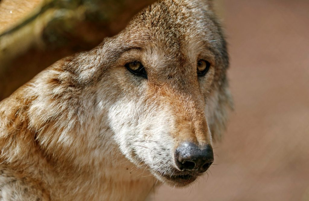 Imagen de archivo de un lobo (Canis lupus). EFE/ Ronald Wittek
