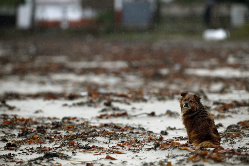 GRA116. CABANAS (A CORUÑA), 07/01/2016.- Un perro rodeado de algas que el temporal ha arrastrado a la playa de A Magdalena, en el municipio coruñés de Cabanas. La lluvia y el fuerte oleaje mantienen en alerta naranja (riesgo importante) a las provincias de gallegas de Coruña, Lugo y Pontevedra. EFE/ Cabalar