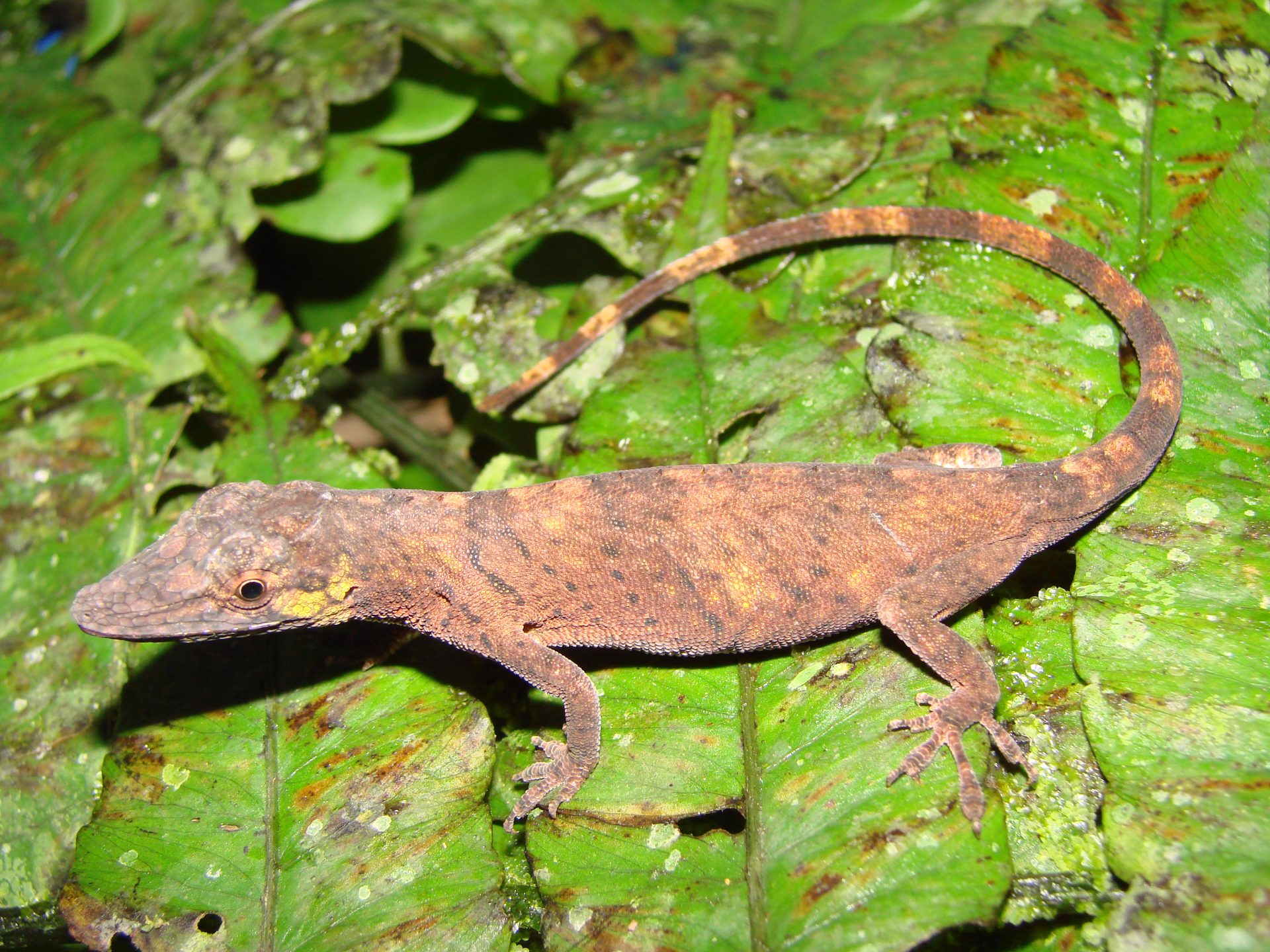 Ejemplar hembra de Anolis laevis, una enigmática especie de lagartija sudamericana que no había sido observada desde su descripción original en 1876. © Instituto Nacional de Biodiversidad de Ecuador (Inabio)