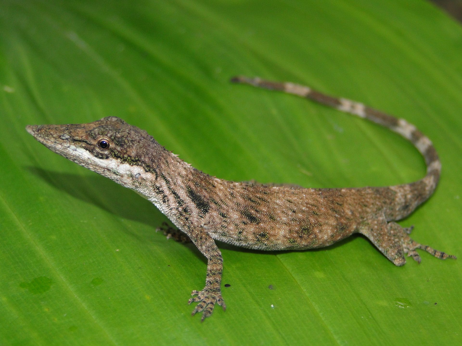 Ejemplar macho de Anolis laevis, una enigmática especie de lagartija sudamericana que no había sido observada desde su descripción original en 1876. © Instituto Nacional de Biodiversidad de Ecuador (Inabio)