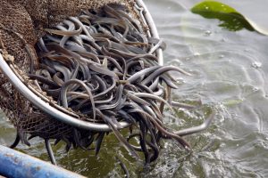 PRI01 PRITZERBE (ALEMANIA) 08.05.09.- Un pescador arroja alrededor de 390 kilos de anguilas a las aguas del lago Havel, cerca de Pritzerbe, en Brandemburgo (Alemania) hoy viernes 08 de mayo. Unos ocho millones de ejemplares de esta especie se han lanzado en las aguas de Brandemburgo como parte de una experiencia piloto de la Unión Europea, organizaciones y pescadores para salvar a la población de anguilas en Europa. Estos peces tendrán entonces una oportunidad de volver a poner sus huevas en el Golfo de México. Las anguilas fueron capturadas a los tres años de edad en las costas del oeste de Europa y se han criado en una piscifactoría hasta que han alcanzado una longitud de entre diez y quince centímetros. EFE/Bernd Settnik