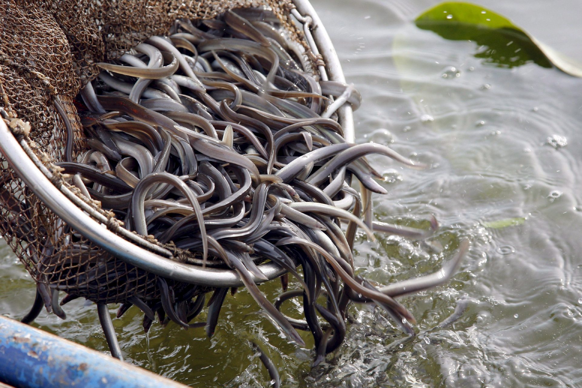 PRI01 PRITZERBE (ALEMANIA) 08.05.09.- Un pescador arroja alrededor de 390 kilos de anguilas a las aguas del lago Havel, cerca de Pritzerbe, en Brandemburgo (Alemania) hoy viernes 08 de mayo. Unos ocho millones de ejemplares de esta especie se han lanzado en las aguas de Brandemburgo como parte de una experiencia piloto de la Unión Europea, organizaciones y pescadores para salvar a la población de anguilas en Europa. Estos peces tendrán entonces una oportunidad de volver a poner sus huevas en el Golfo de México. Las anguilas fueron capturadas a los tres años de edad en las costas del oeste de Europa y se han criado en una piscifactoría hasta que han alcanzado una longitud de entre diez y quince centímetros. EFE/Bernd Settnik