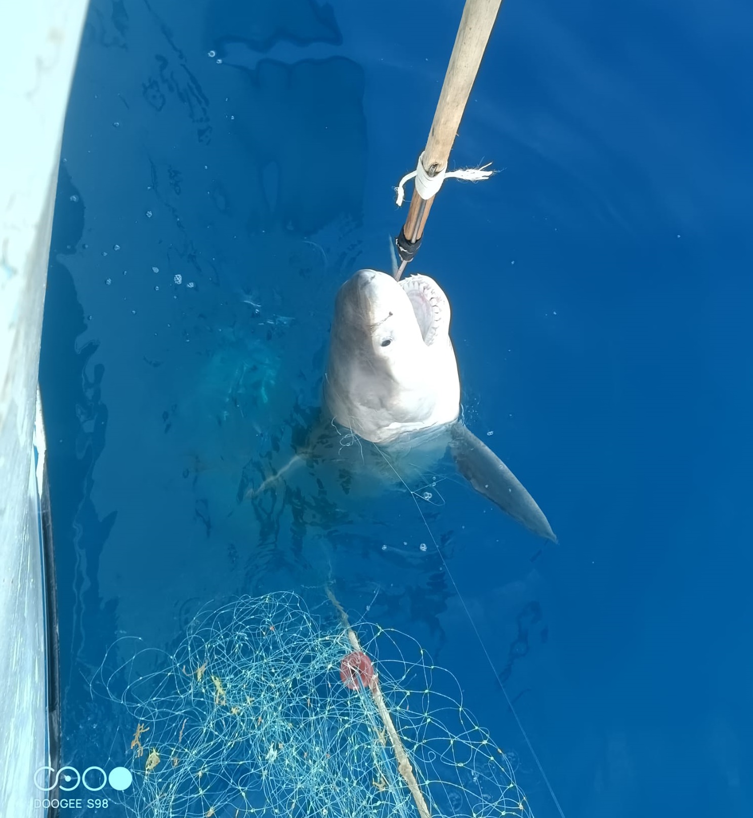 Ejemplar de tiburón blanco capturado. © Instituto Español de Oceanografía