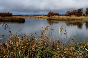 DAIMIEL (CIUDAD REAL), 19/03/2026.- El Parque Nacional de Las Tablas de Daimiel ha alcanzado su máxima inundación, con el encharcamiento de 1.500 hectáreas, tras los aportes de agua del río Gigüela, que este año llegan por tercer año consecutivo, lo que contribuye a mantener la inundación de uno de los humedales más importantes de España. EFE/Jesús Monroy