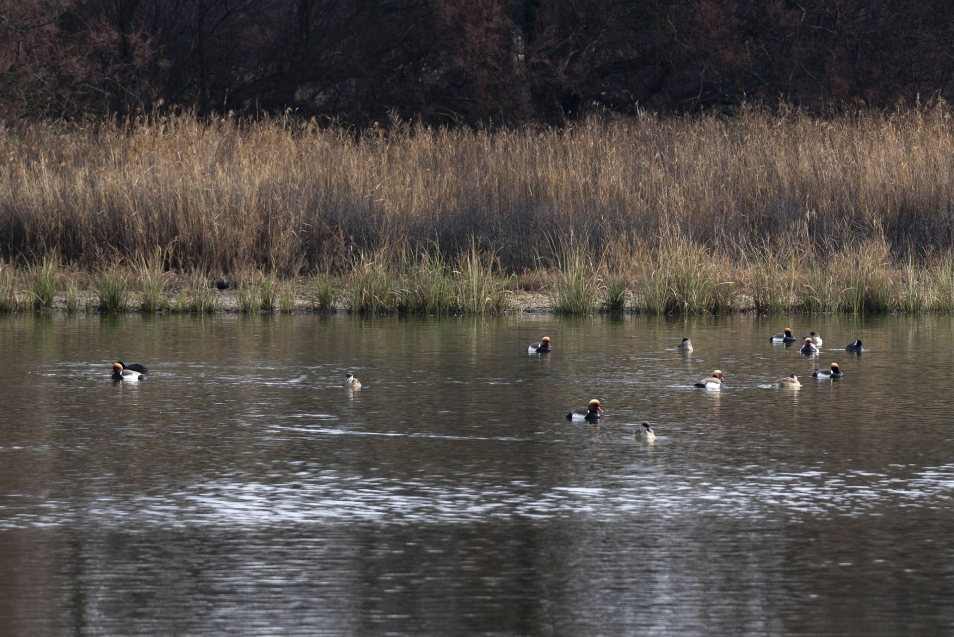 DAIMIEL (CIUDAD REAL), 19/03/2026.- El Parque Nacional de Las Tablas de Daimiel ha alcanzado su máxima inundación, con el encharcamiento de 1.500 hectáreas, tras los aportes de agua del río Gigüela, que este año llegan por tercer año consecutivo, lo que contribuye a mantener la inundación de uno de los humedales más importantes de España. EFE/Jesús Monroy