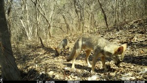 Fotografía de unos zorros de Sechura. © Universidad de Alicante