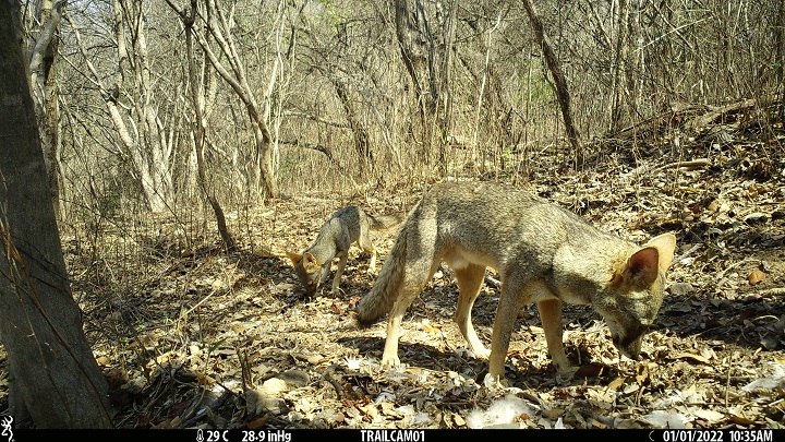 Fotografía de unos zorros de Sechura. © Universidad de Alicante