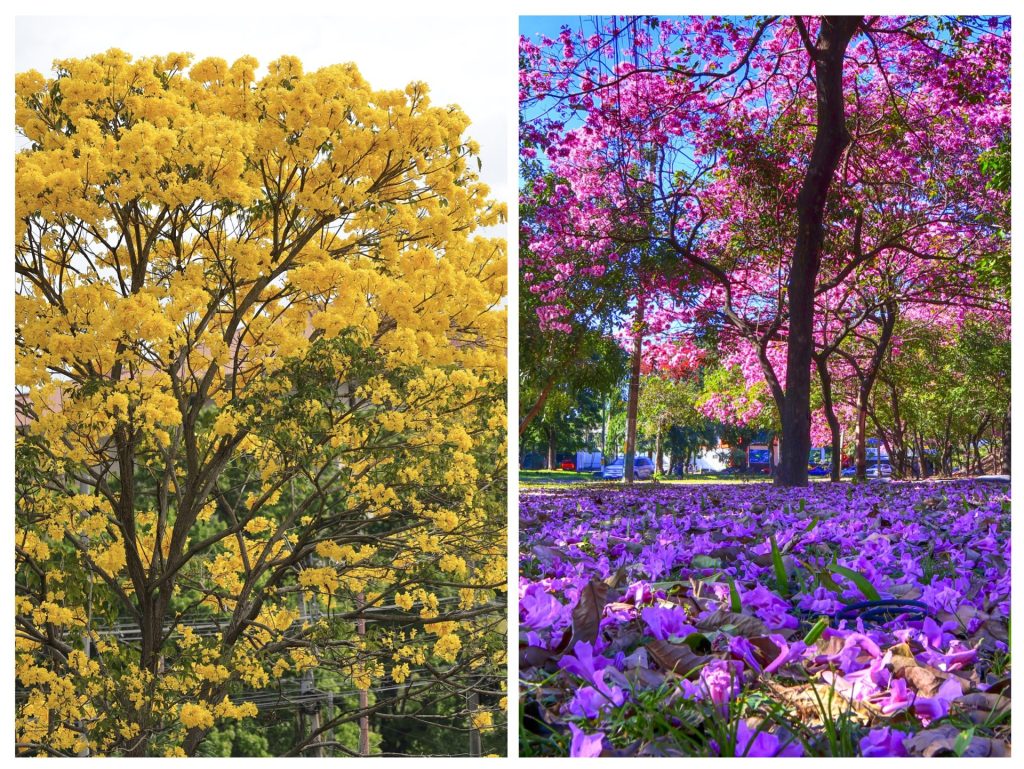 Combo de fotografías de un árbol guayacán amarillo florecido en Ciudad de Panamá (Panamá) y de flores de árboles de la especie Tabebuia Rosea comúnmente conocidos como Guayacán Rosado, en San Pedro Sula (Honduras). EFE/ Bienvenido Velasco y José Valle