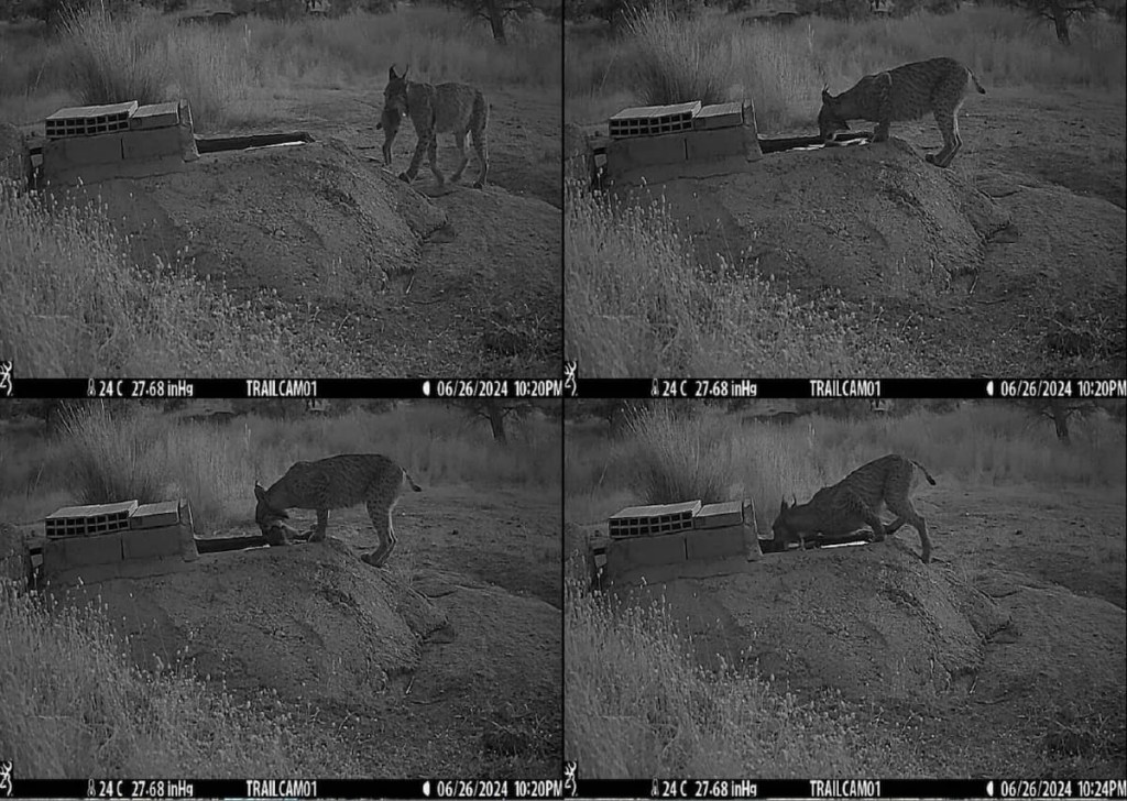 Un equipo de investigación ha descubierto que las hembras de lince ibérico de los Montes de Toledo sumergen de forma intencionada a sus presas después de cazarlas, un comportamiento "extremadamente raro" en carnívoros terrestres salvajes que "nunca se había documentado" en estos mamíferos, según el autor del estudio, José Jiménez. EFE/Instituto de Investigación en Recursos Cinegéticos SOLO USO EDITORIAL/SOLO DISPONIBLE PARA ILUSTRAR LA NOTICIA QUE ACOMPAÑA (CRÉDITO OBLIGATORIO)