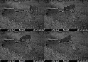 Un equipo de investigación ha descubierto que las hembras de lince ibérico de los Montes de Toledo sumergen de forma intencionada a sus presas después de cazarlas, un comportamiento "extremadamente raro" en carnívoros terrestres salvajes que "nunca se había documentado" en estos mamíferos, según el autor del estudio, José Jiménez. EFE/Instituto de Investigación en Recursos Cinegéticos SOLO USO EDITORIAL/SOLO DISPONIBLE PARA ILUSTRAR LA NOTICIA QUE ACOMPAÑA (CRÉDITO OBLIGATORIO)