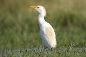 CIUDAD REAL, 25/03/2026.- Una garcilla común es fotografiada en el entorno de las lagunas volcánicas del Campo de Calatrava, en la provincia de Ciudad Real, este miércoles. Las lagunas han explotado de biodiversidad con la presencia de más de 4.400 aves de 40 especies registradas en el último censo realizado el pasado mes de febrero. EFE/ Beldad